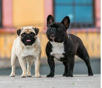 BALTIC PUG WINNER 2025 и специализированная выставка французских бульдогов