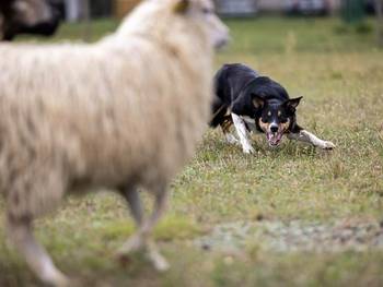 Herding instinct test and herding exam