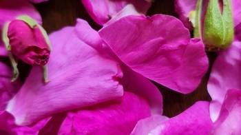 Psihosomatika. Dvēselei un ķermenim: no nāves uz dzīvību