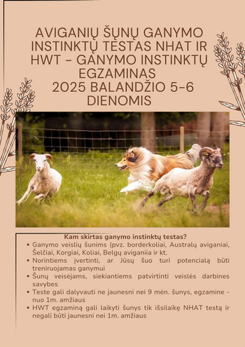 Herding instinct test for sheepdogs NHAT and HWT – Herding instinct exam