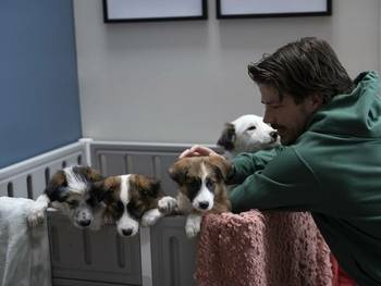 Romantinė komedija „Kartu iš meilės šunims“