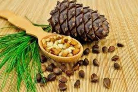 Verkostung von Pinienkernen und Pinienkernöl